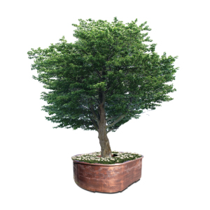 TG2 가로수보호화분