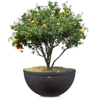 D3형 저상원형 (大)