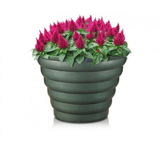 V1형 골뱅이타원형