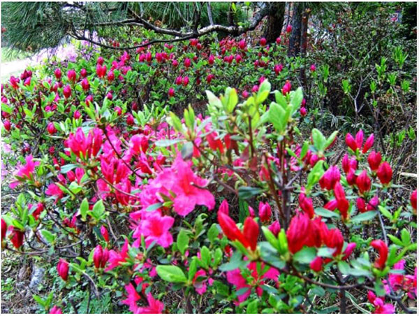 철쭉/영산홍(대왕)-30cm