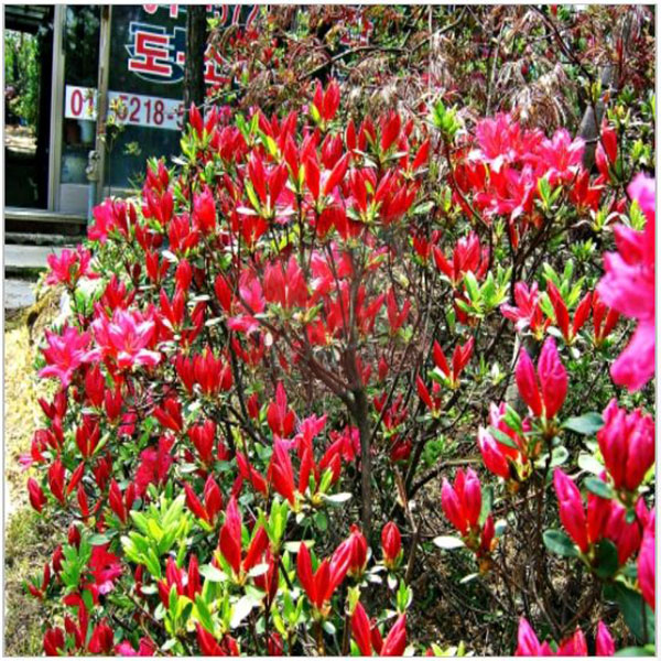 철쭉/영산홍(대왕)-30cm