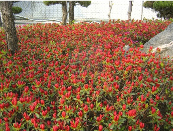 철쭉/영산홍(베니))-30cm