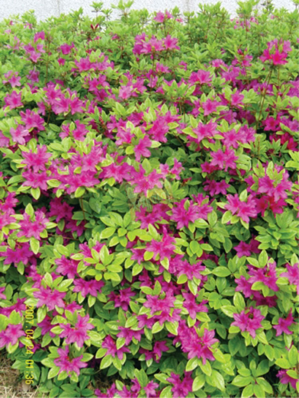 철쭉/자산홍-30cm