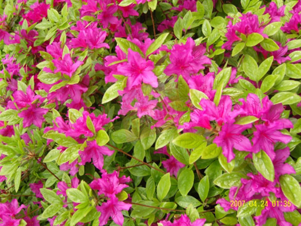 철쭉/자산홍-30cm