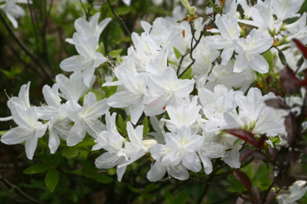 백철쭉(진달래과)-30cm