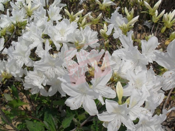 백철쭉(진달래과)-30cm