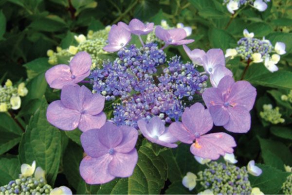 산수국-0.3*7치포트