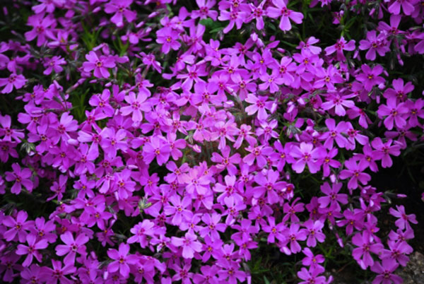 꽃잔디-3치포트