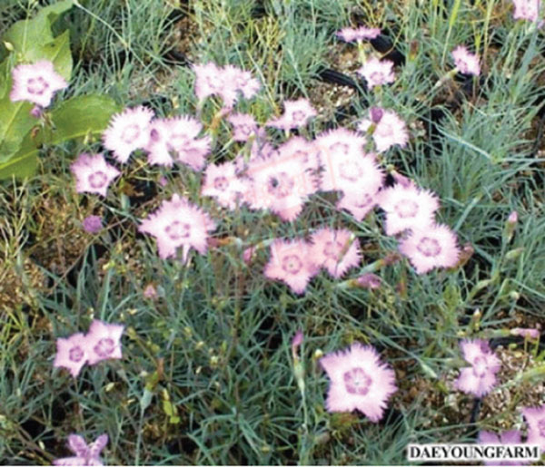 상록패랭이-3치포트