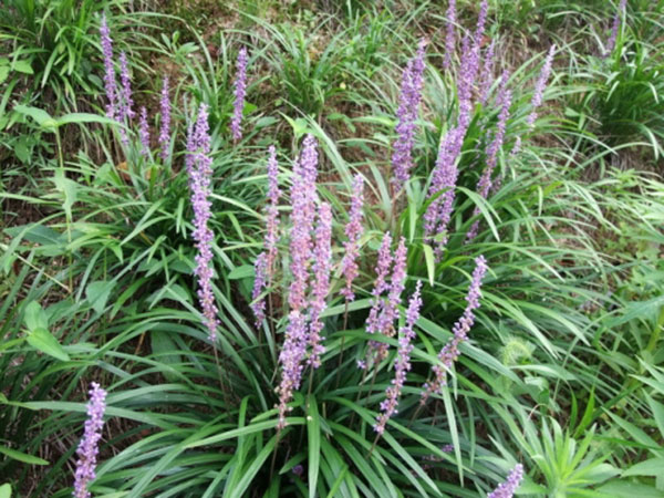 맥문동(양지/반음지)-3~5분열