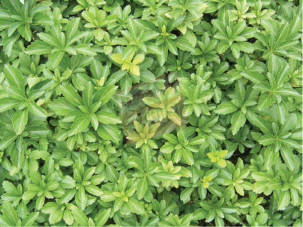 수호초-4치포트