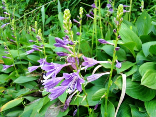 비비추-3치포트