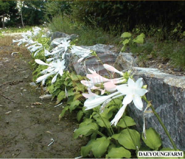 옥잠화-4치포트