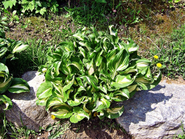 무늬잎 옥잠화-4치포트