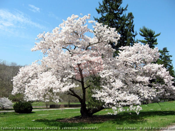 왕벚나무-흉고직경4/5/6cm