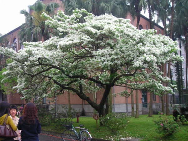 이팝나무-직경5/6/8cm