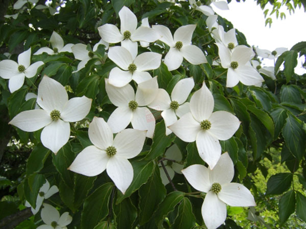 산딸나무-직경5/6/8cm