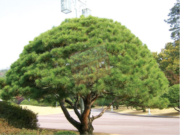 반송-수폭1.0/1.2/1.5m