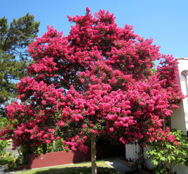 백일홍/배롱나무-직경3/4/6/8m