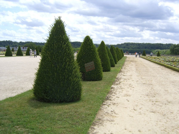 주목나무/선주목-높이1.2m/1.5m/2.0m