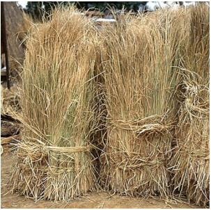볏짚 짚단(50단)
