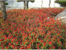 철쭉/영산홍(베니))-30cm