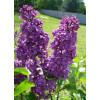 라일락-1m