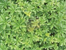 수호초-4치포트