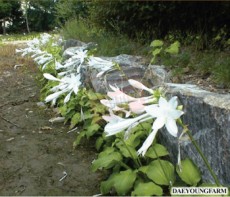 옥잠화-4치포트