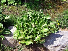 무늬잎 옥잠화-4치포트