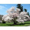 왕벚나무-흉고직경4/5/6cm