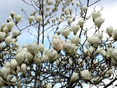 백목련-직경5/6cm