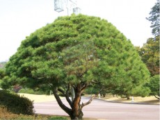 반송-수폭1.0/1.2/1.5m