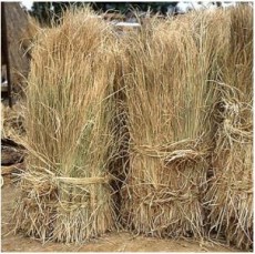 볏짚 짚단(50단)