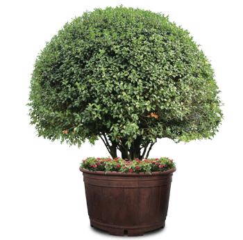 U5형 : 정원화분