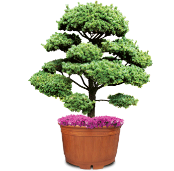 U5-WG형 : 정원화분